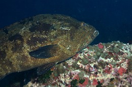 Thailand 2015 - Ko Tao - Merou Marron - Epinephelus fuscoguttatus _IMG_3703_rc